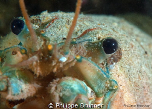 Crayfish in the Geneva Lake by Philippe Brunner 